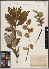 Foto von Salix caprea L.